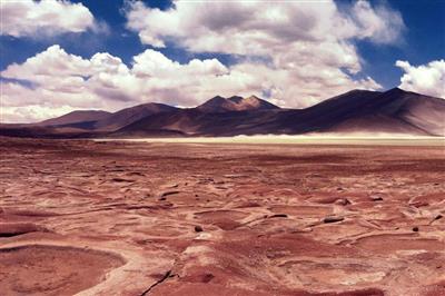 Riforestazione nel deserto di Atacama