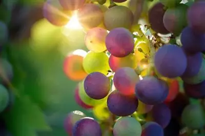 Le colline del Prosecco sono patrimonio dell’Umanità