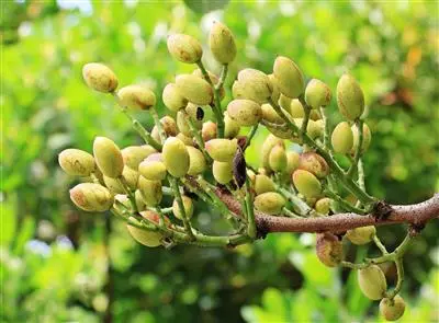 Sostenere la cucina italica adottando un pistacchio