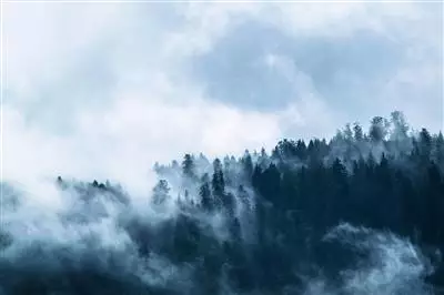 Gestione sostenibile delle foreste: Forests Forward